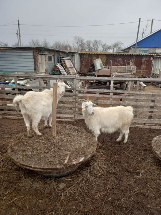 Ешкілер сатылады