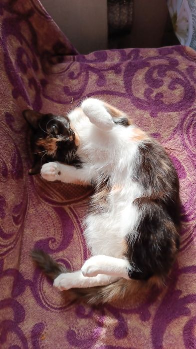 Отдам в хорошие руки, 6-ти месячную кошечку.