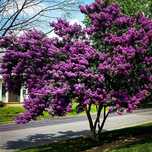 Pomi Ornamentali (Liliac Syringa Tip Copac)