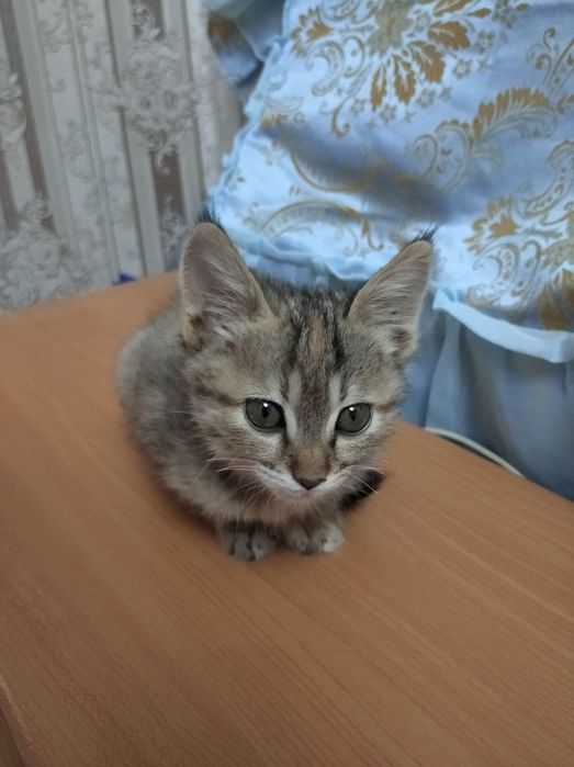 Отдаются котята в добрые ручки