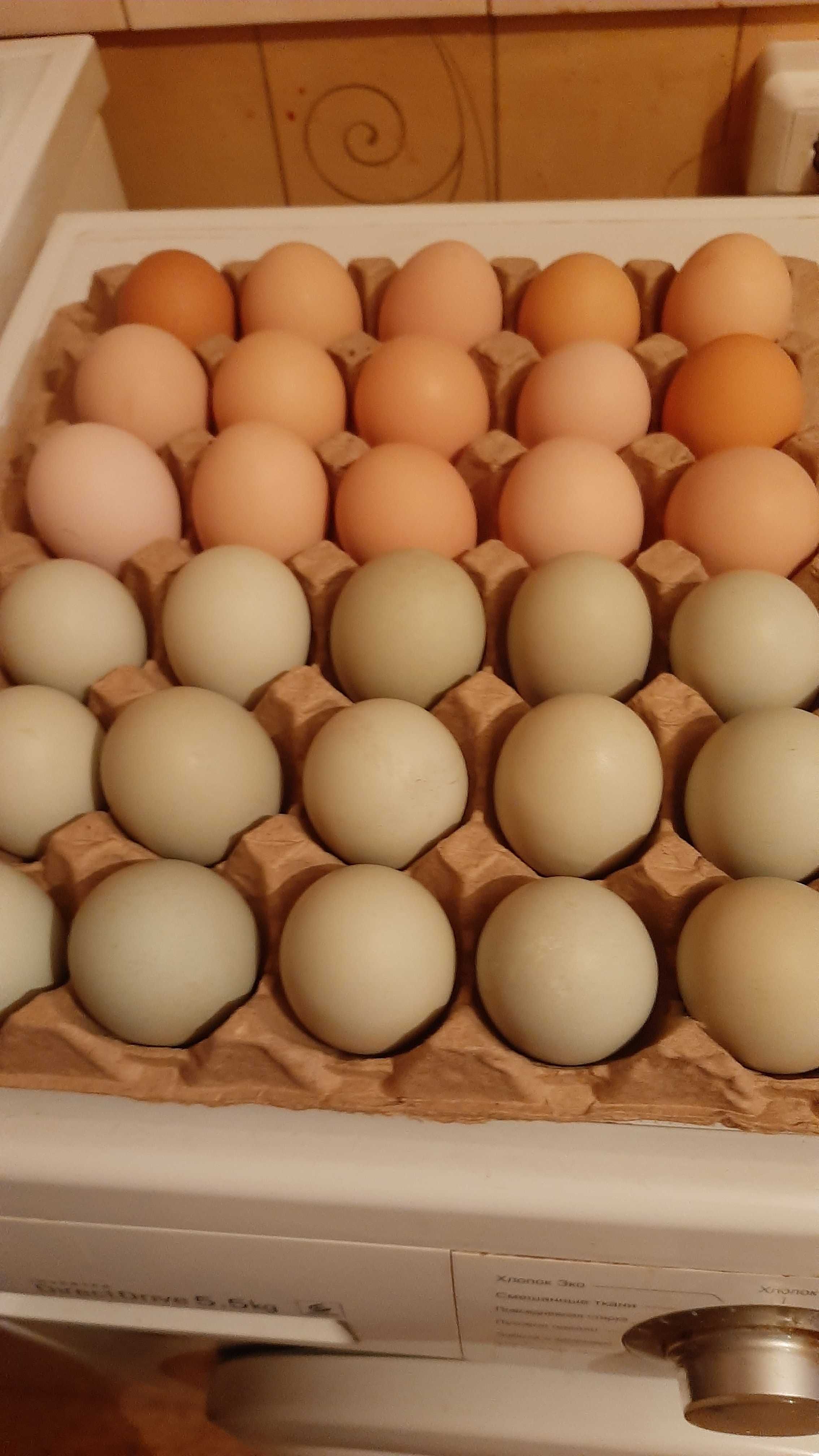 Продам яйцо куриное инкубационное