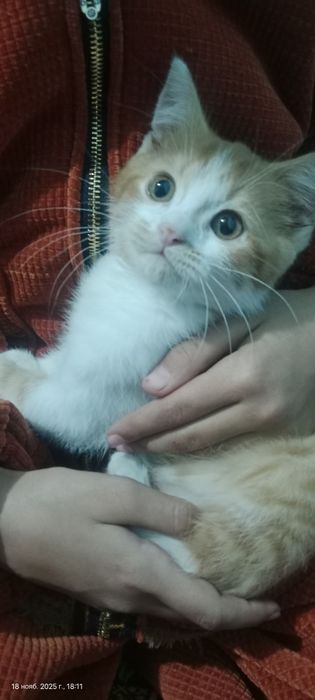 Мушук боласи сотилади