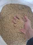 Продам ячмень оптом