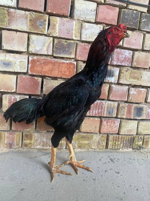 Dakan xoroz sotiladi