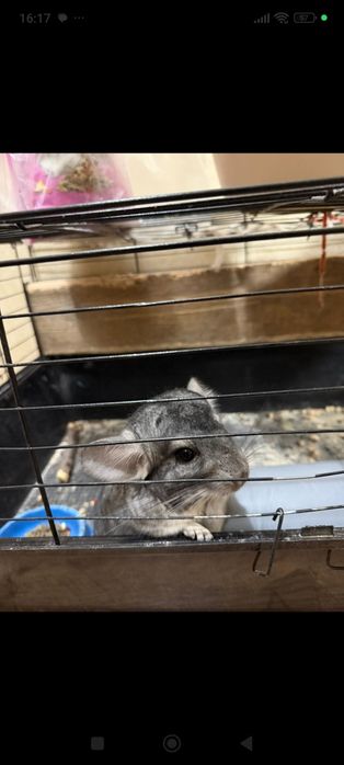 Шиншилла шиншиллёнок