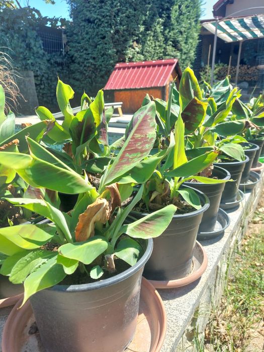 Bananieri de vânzare