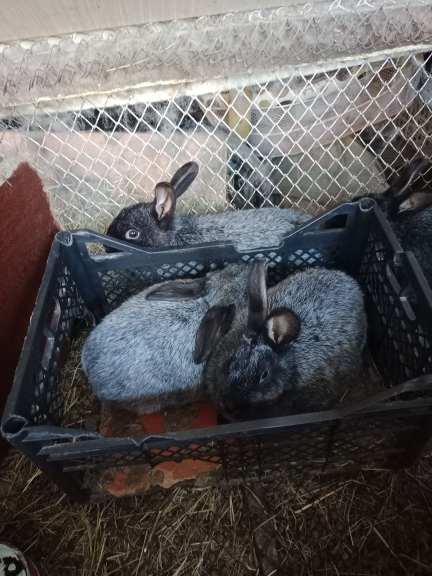 Продам кроликов полтавских .