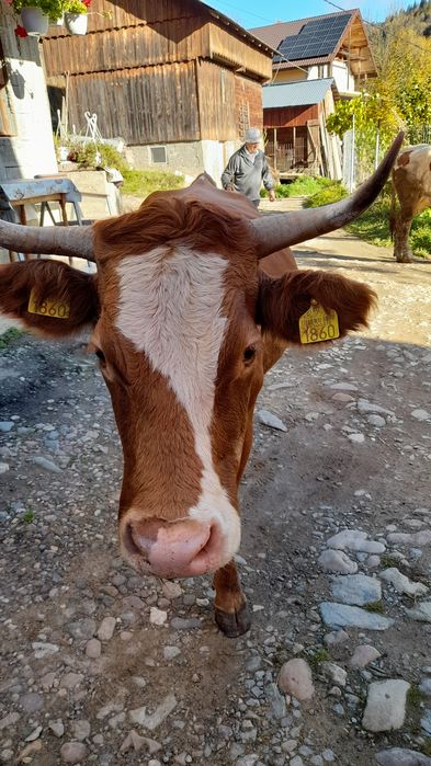 Vând vacă de 14 ani cu vițel de 2 luni!