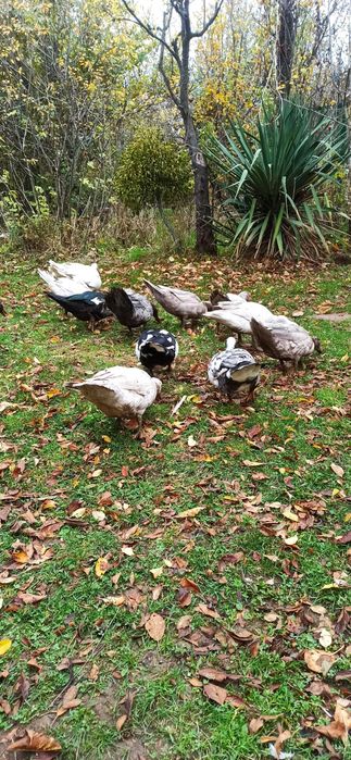 женско яре, мъжко шиле, Неми патици(женски)