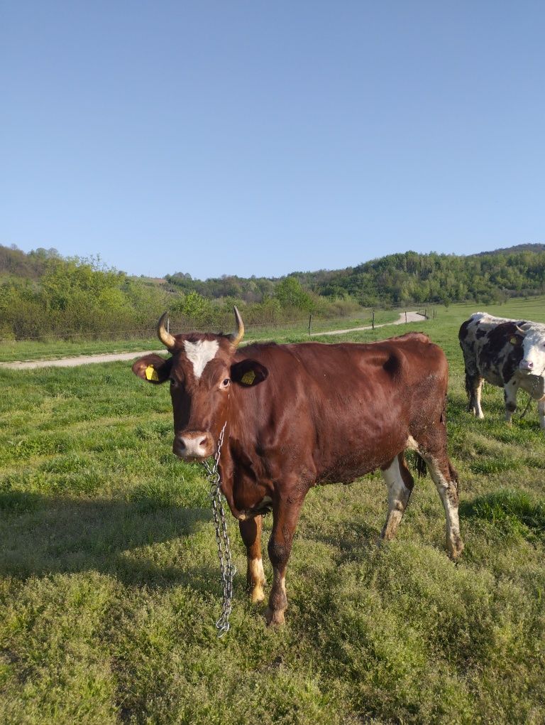 Vând jurinci la prima fătare