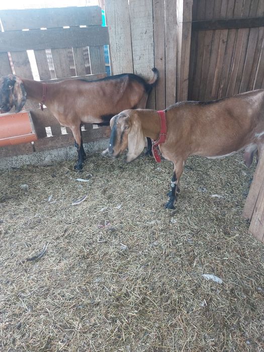 Vand 4 capre anglonubian