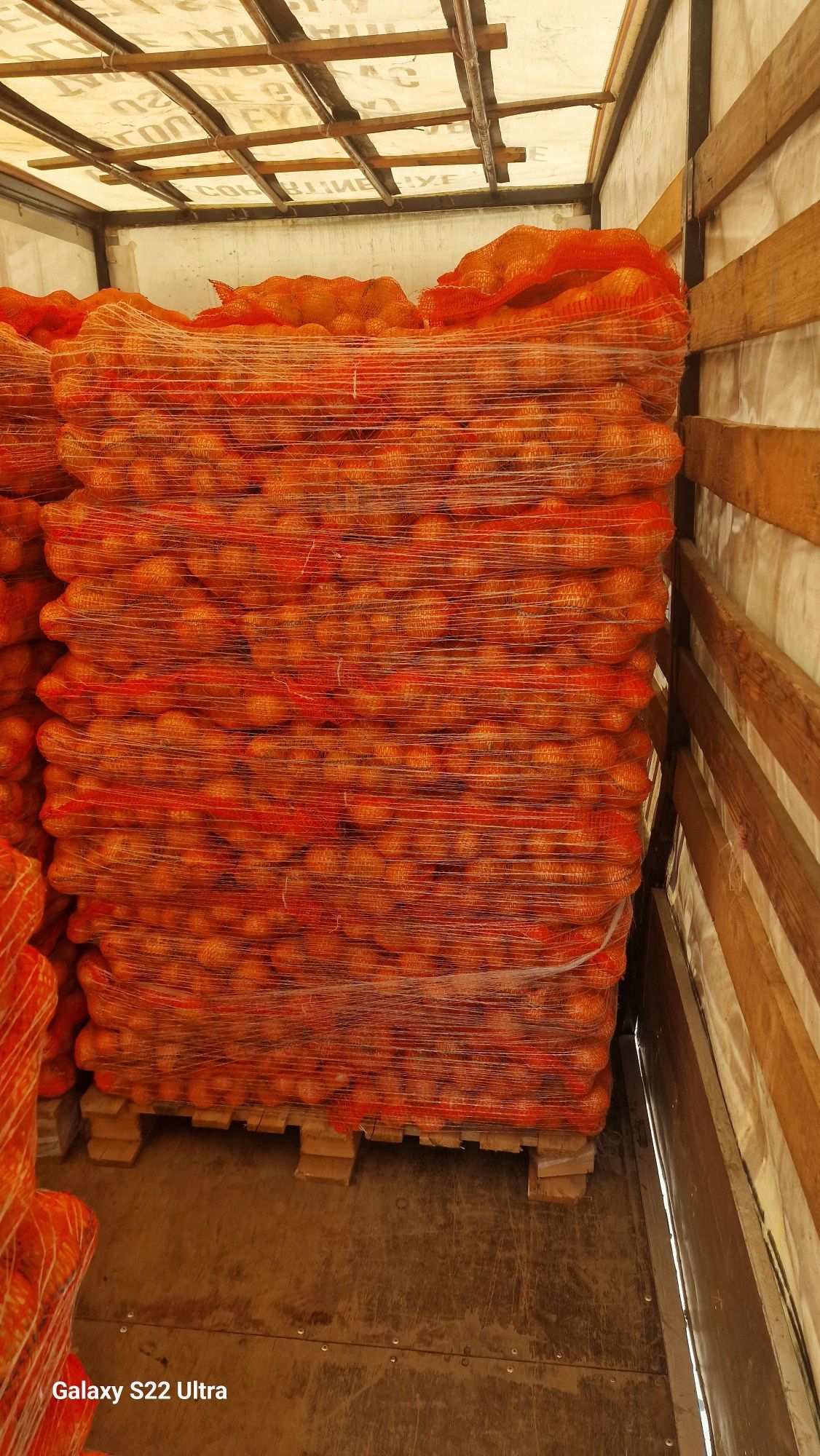 Ceapa nouă 10kg 2025