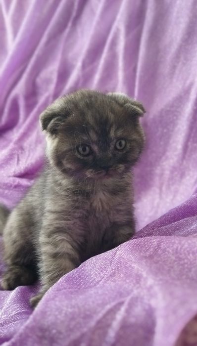 Шотландский котёнок.