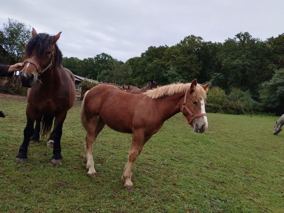 Vând manză de 6 luni. .