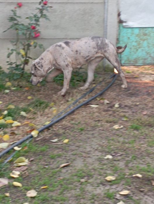 Femela American Bully Merle