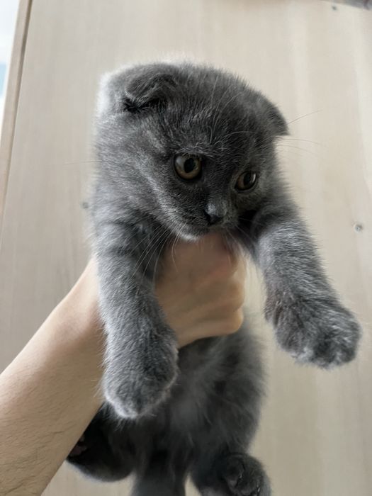 Скоттиш фолд мальчик
