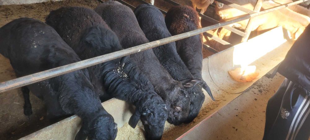 Кучкор сотилади кафтархона срочни