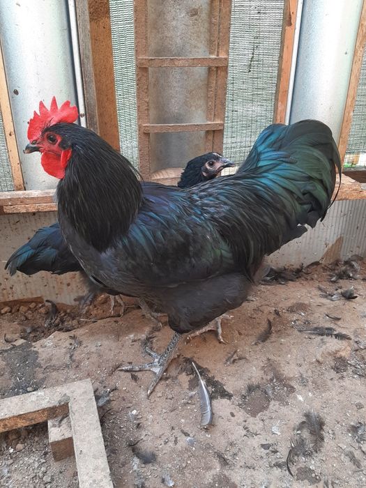 Vând cocoși de australorp nergu și unul albastru
In vârstă de 25 de să