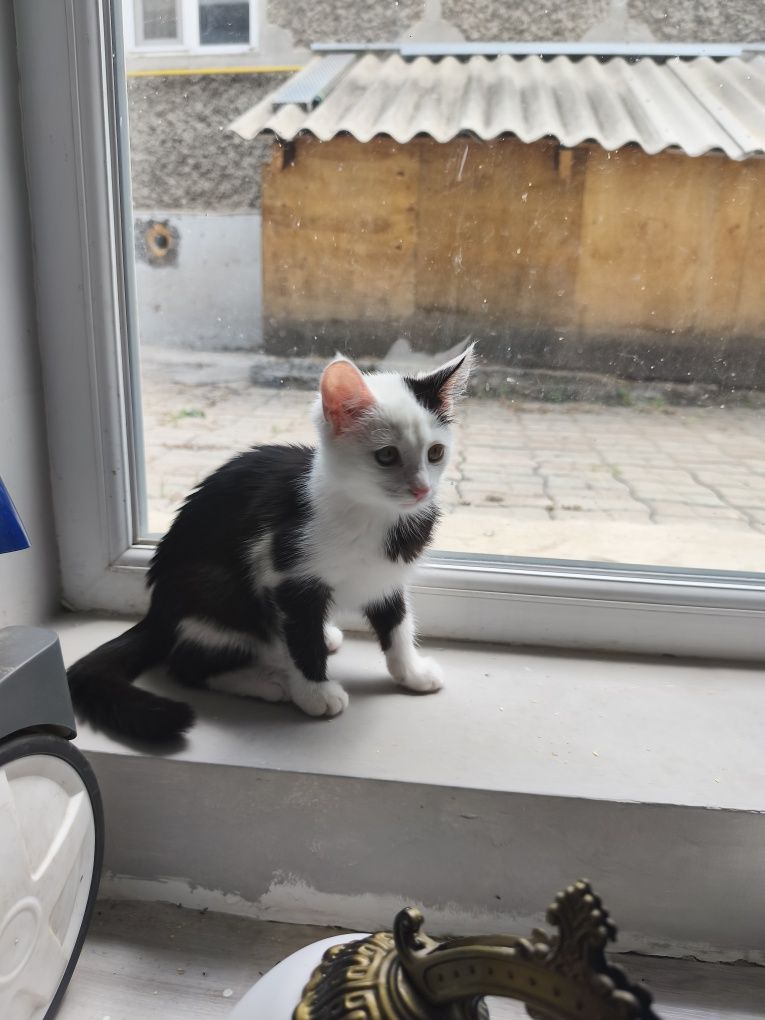 Котенок Сюсанна в поиске своей семьи и дома
