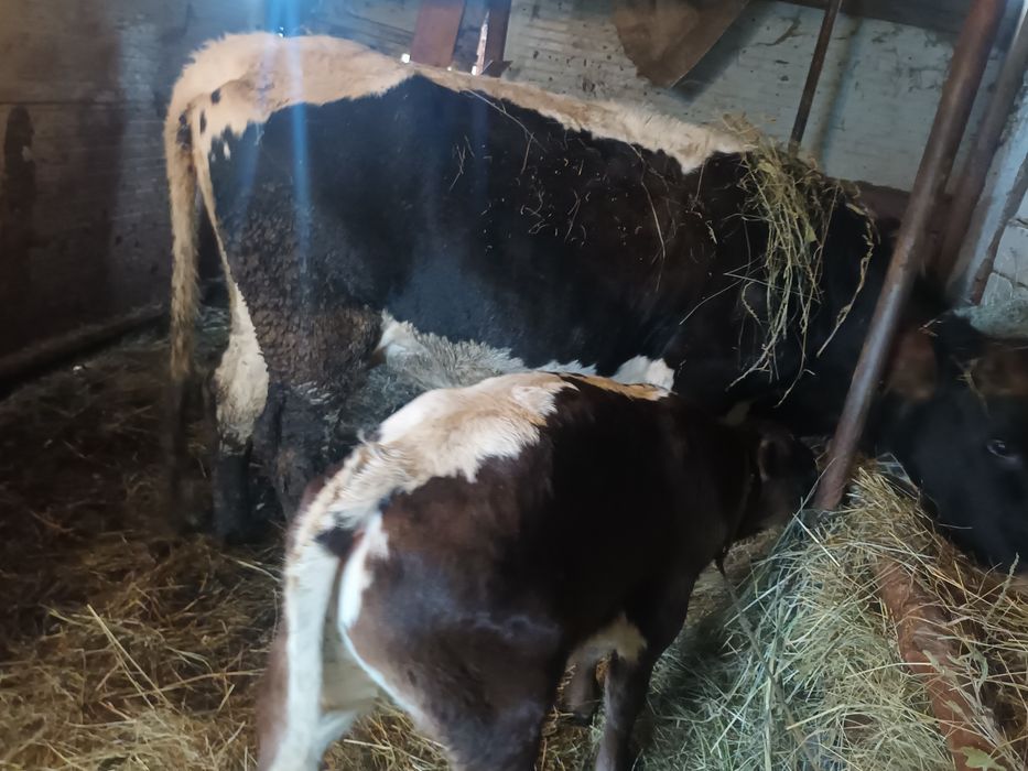 Vind juninca cu vitel de trei saptaminicu 14l.lapteacte