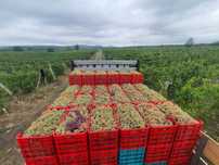 Struguri de vin …