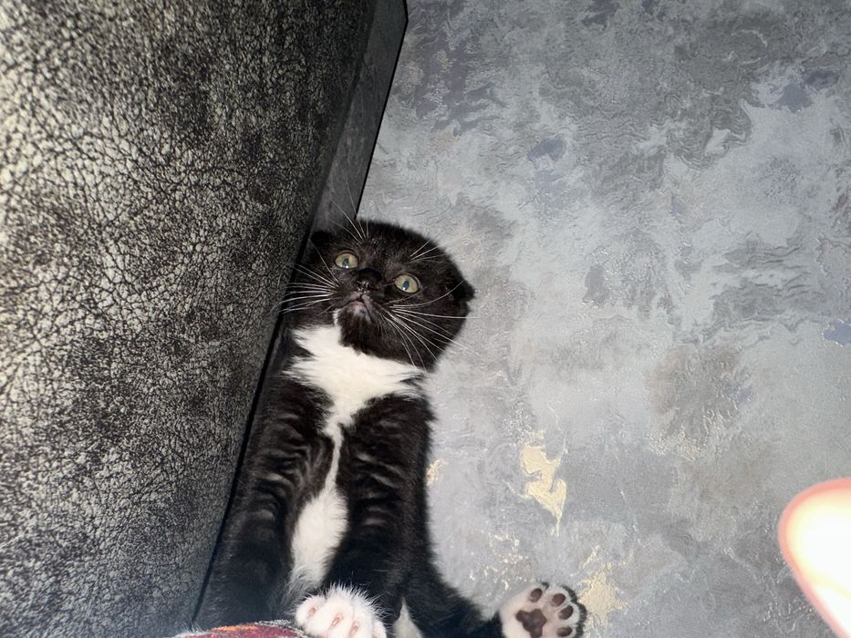 Skotish fold mushuk qiz bola 2 oylik