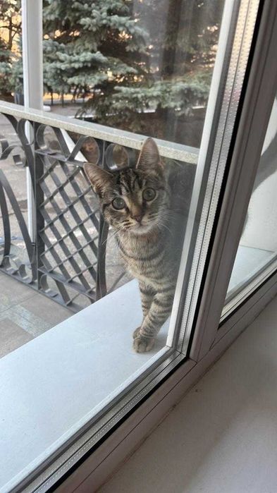 Молодой котик. Нужен дом!