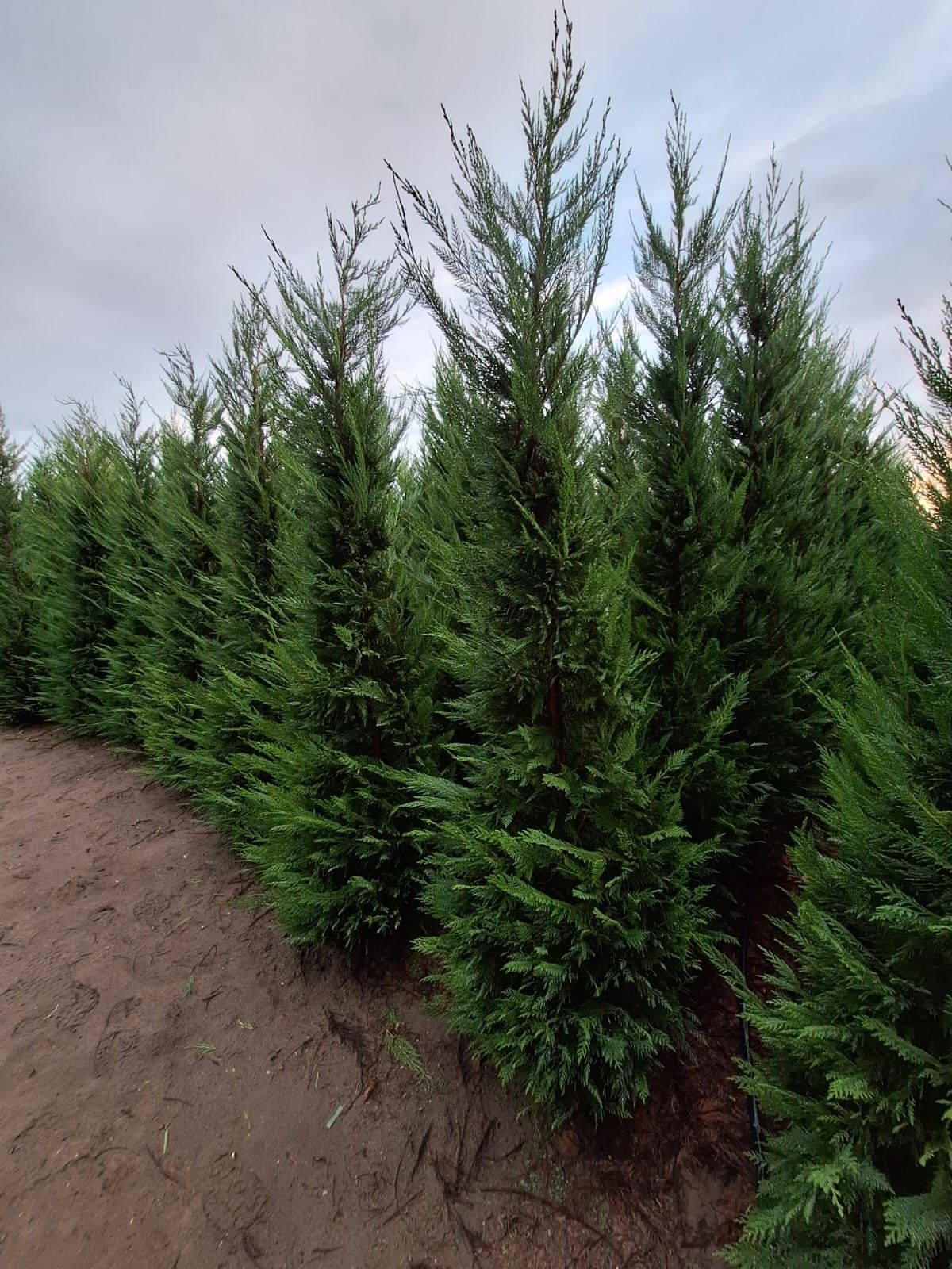 Amenajări grădini de la A la Z plante ornamentale