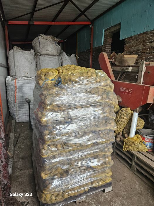 Картофи Сорая за консумация