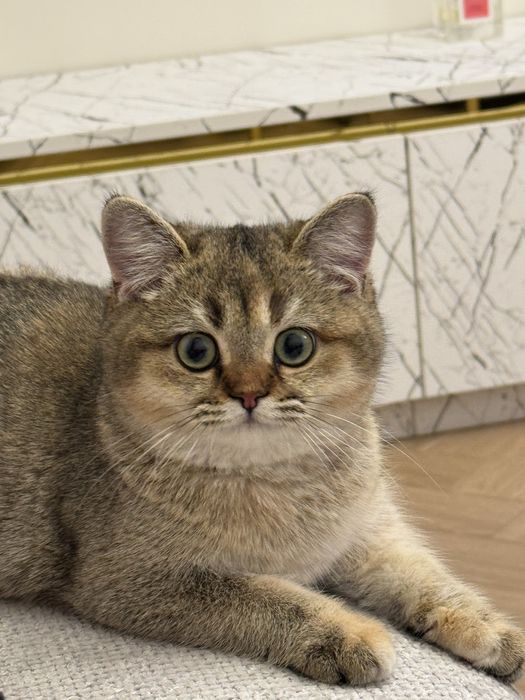 Toza qon Skotish strayt 4oylik