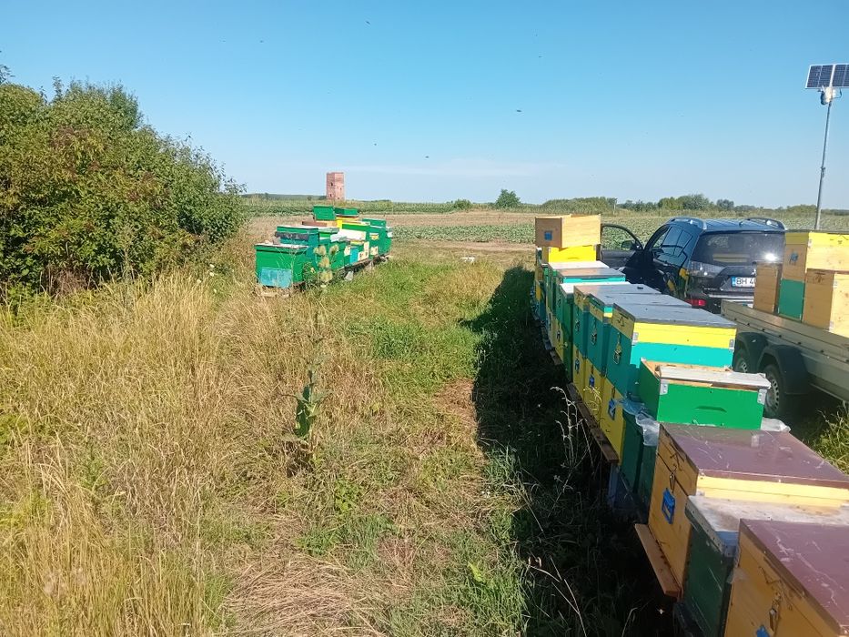 Miere de albine poliflora