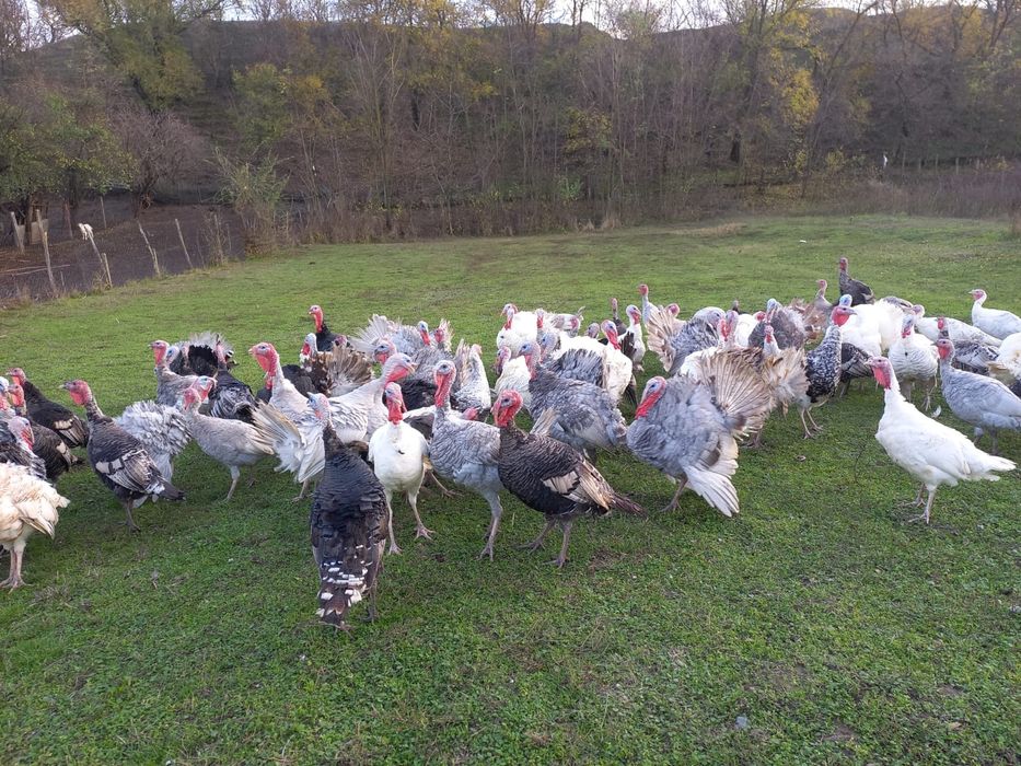 Vând curcani și curci de tara