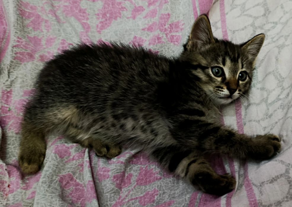 Котята бесплатно