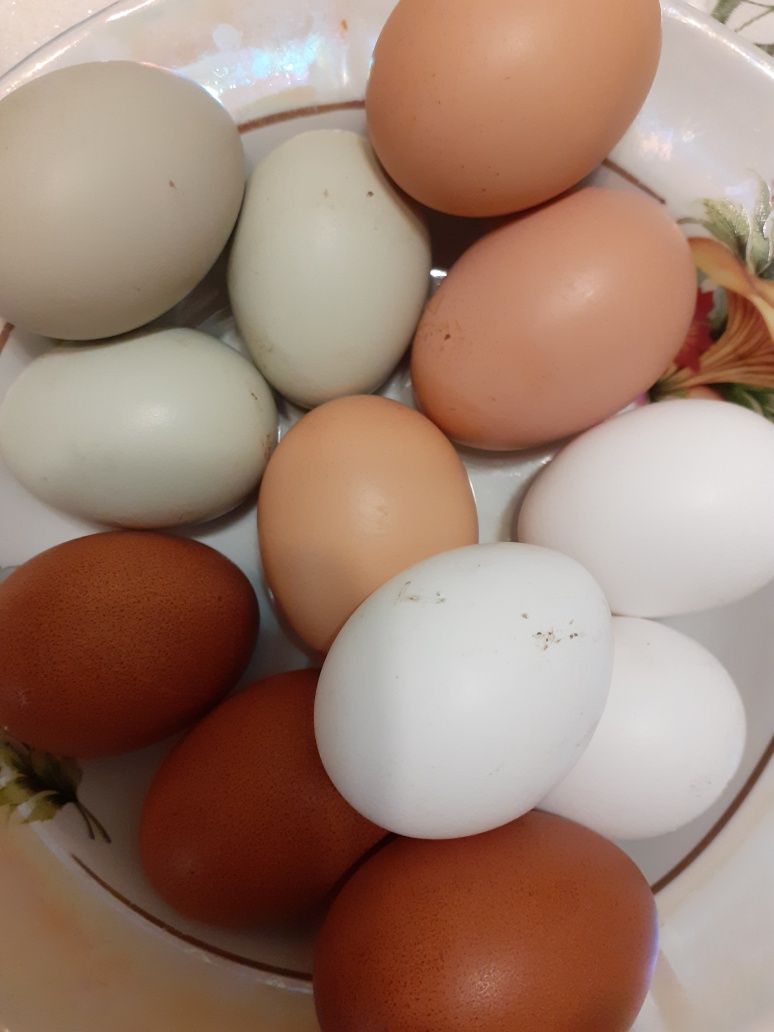 Домашние свежие яйца