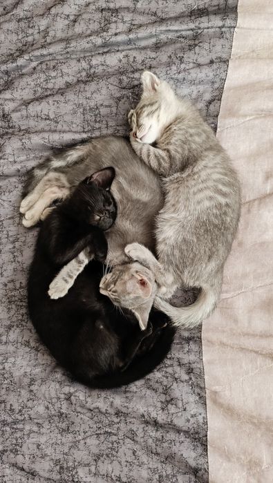 Отдам котят в добрые руки