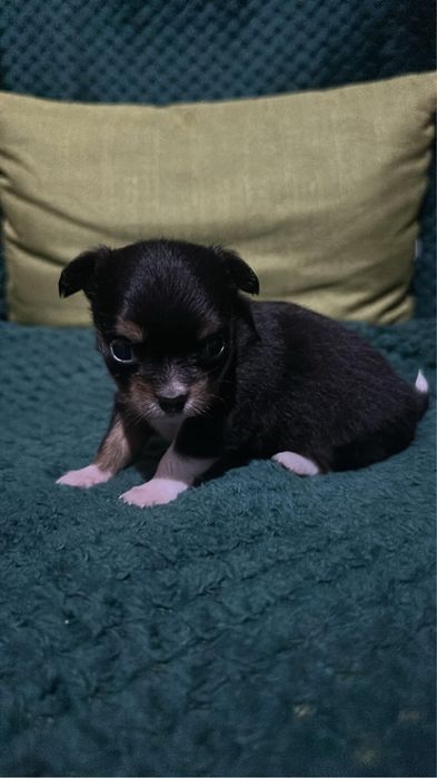 Chihuahua mini toy