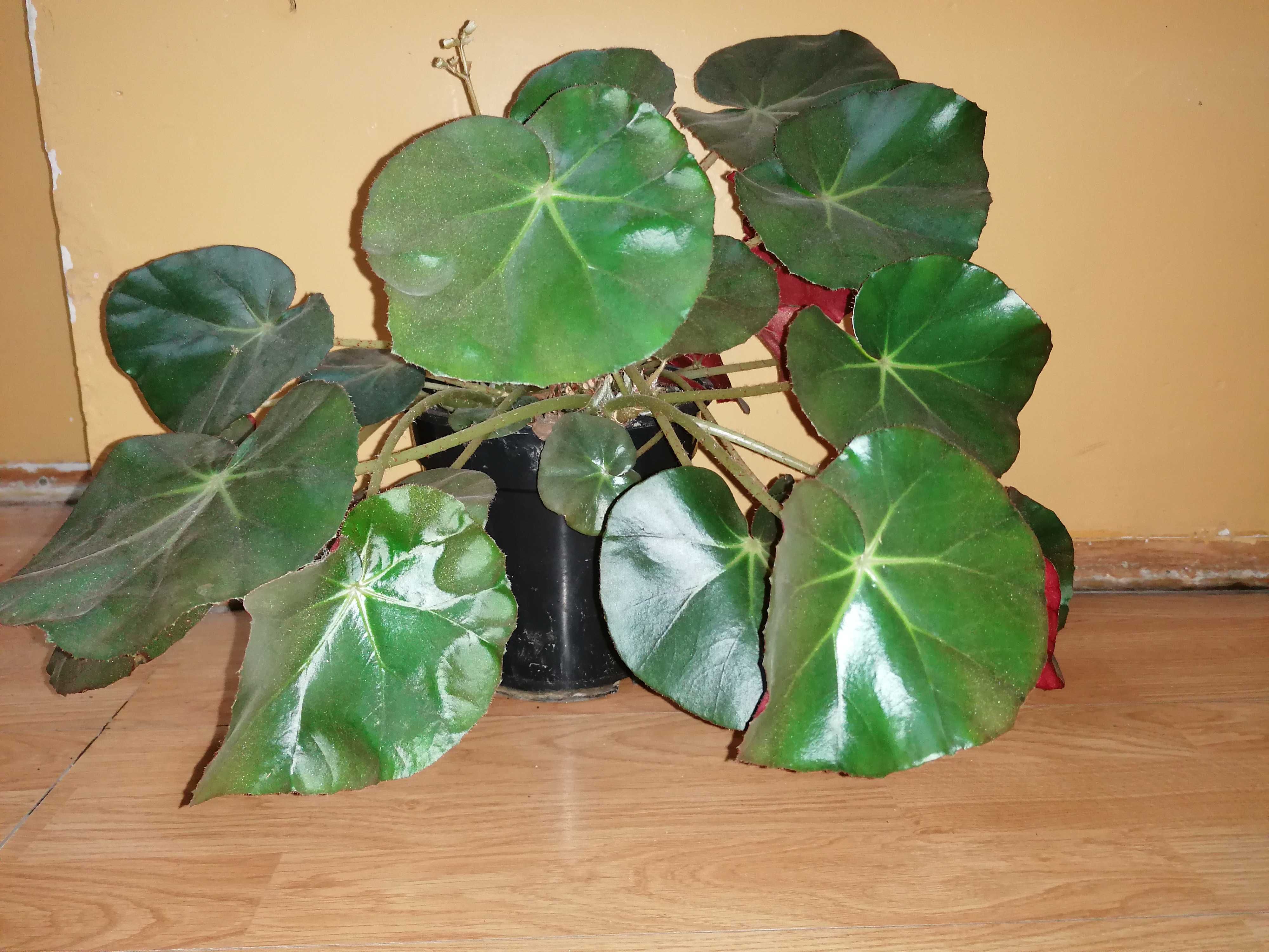 Floare Begonia       .