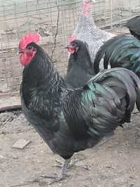 Oua australorp negru