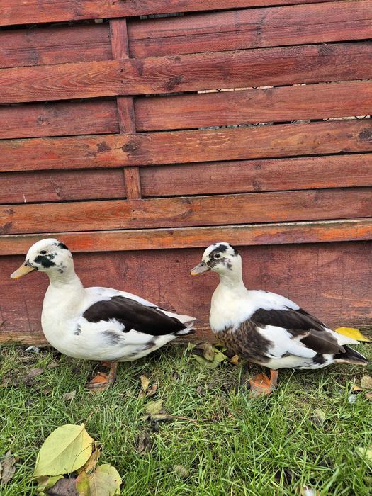 Rate pitice olandeze