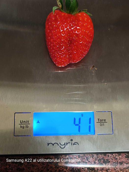 Stoloni capsuni remontanti, zmeura remontanta, smochin de la 0,60 lei.