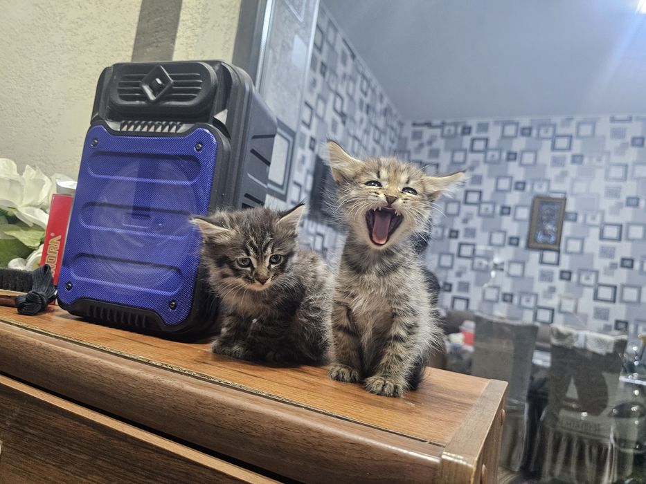 Mushuk bolachlari xadiyaga beriladi. 1 yarim oylik qiz bolasiyam og'il