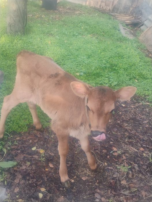 Продавам женско джарсе