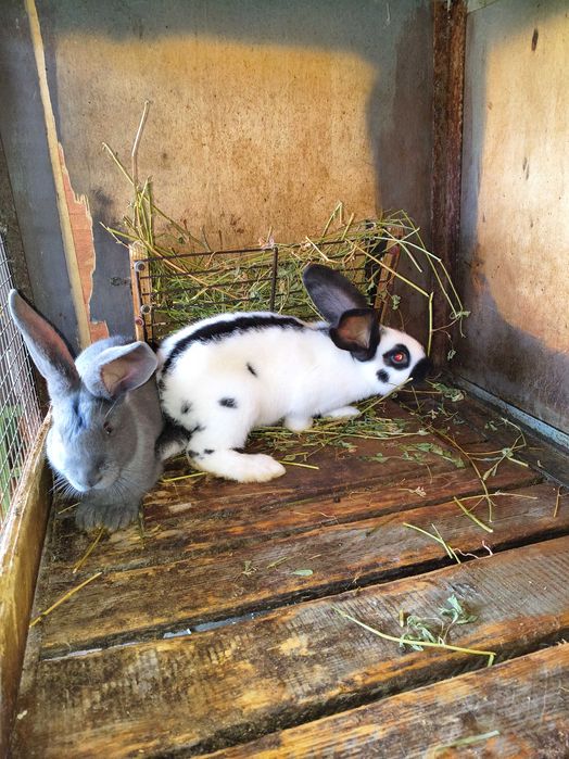 Fluture german de vânzare