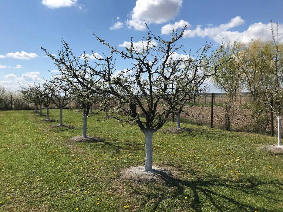 Teren 3000 mp cu pomi fructiferi