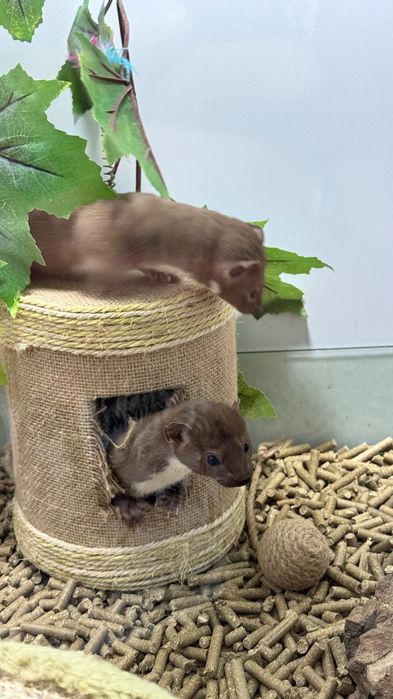 Продается ласка мальчик 9 месяцев