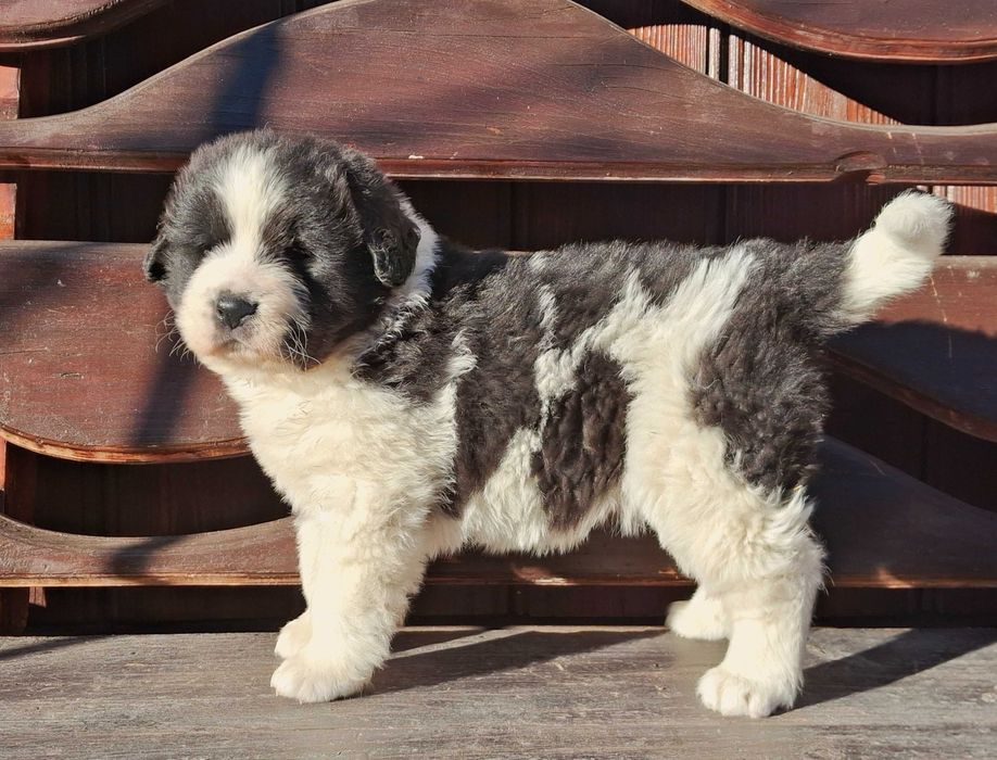 Ciobanesc De Bucovina