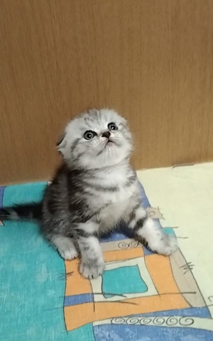 Две вислоухие девочки.