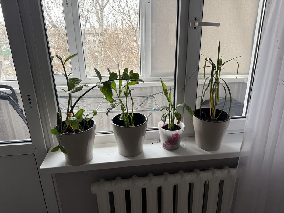 Продам цветы недорого срочно