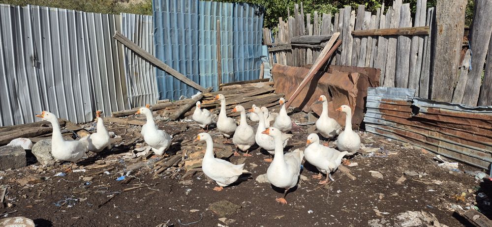 Gâște Românești.