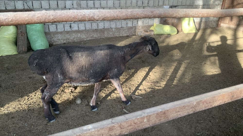 Қўйлар сотилади (Совлиқлар)